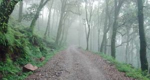 Pangot And Kilbury Sanctuary Places To Visit Near Nainital