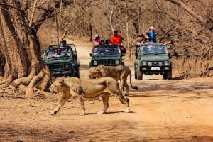 Wildlife Safari in Gir National Park Gujarat