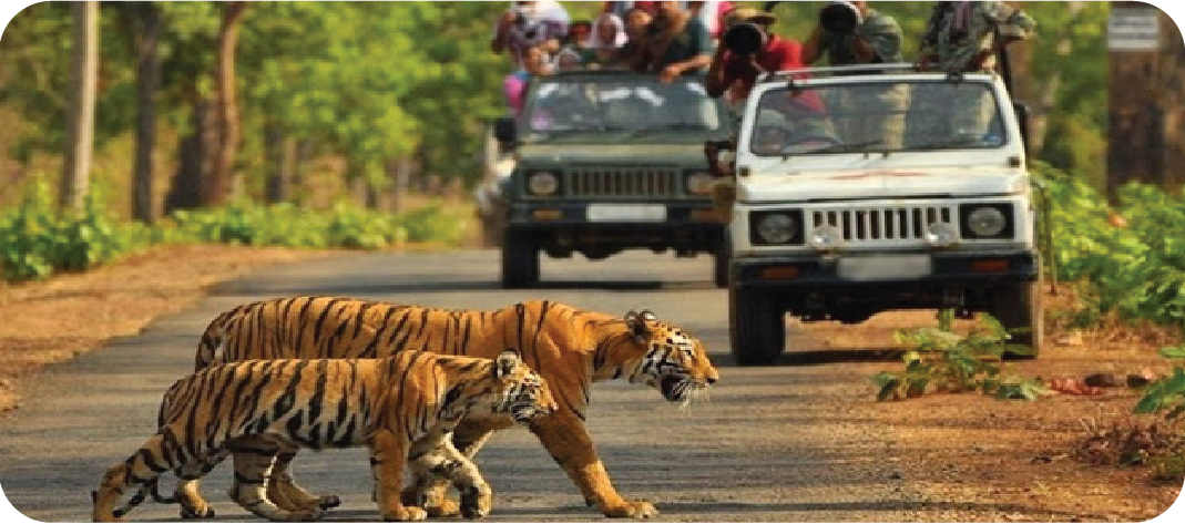 Corbett | Shree Tours and Travels