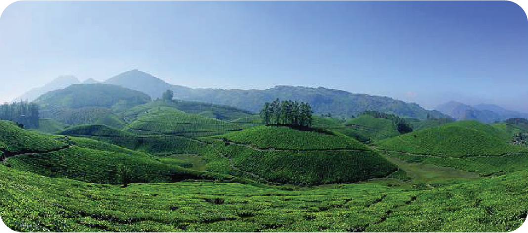 Munnar | Shree Tours and Travels