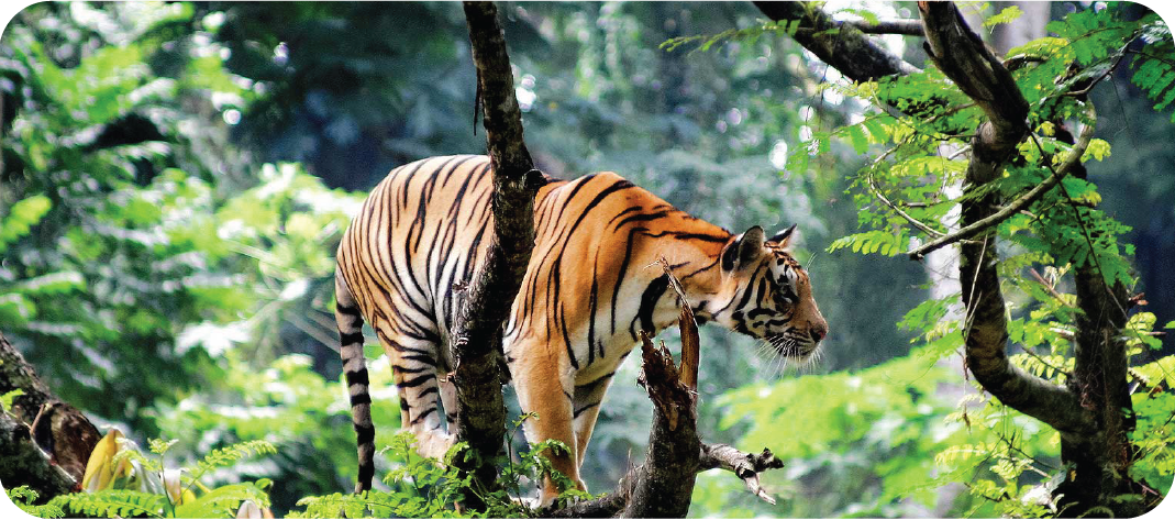 Thekkady | Shree Tours and Travels